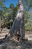 Ta Prohm temple - silk-cotton trees rising over the ruins